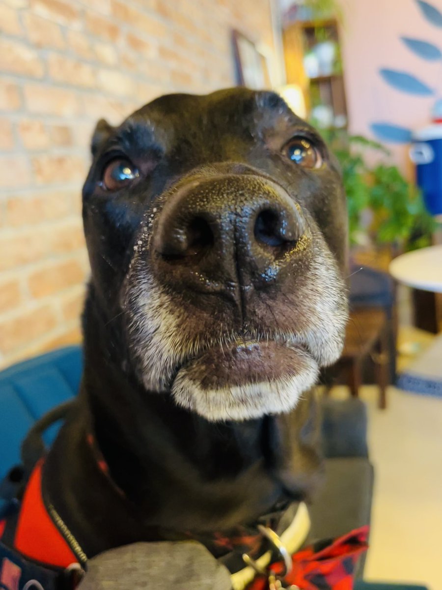 ᗩᑭOᒪᒪO & ᗩᖇIEᒪ🐾 tweet media