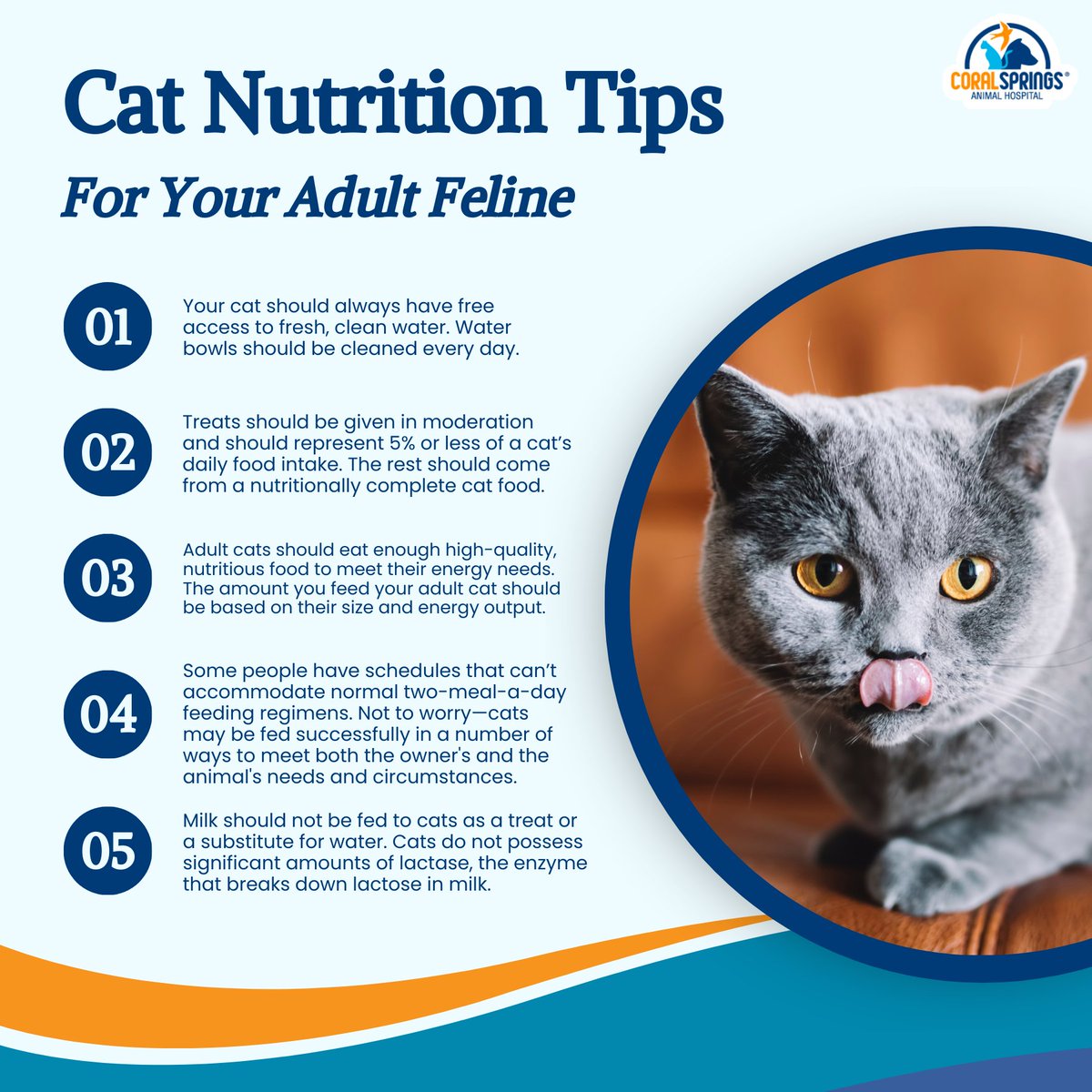 CSAnimalHosp's tweet image. Elevate your cat&apos;s well-being with these 5 essential nutrition tips! 🍽️💙 Questions about your cat&apos;s diet? Connect with our experts.