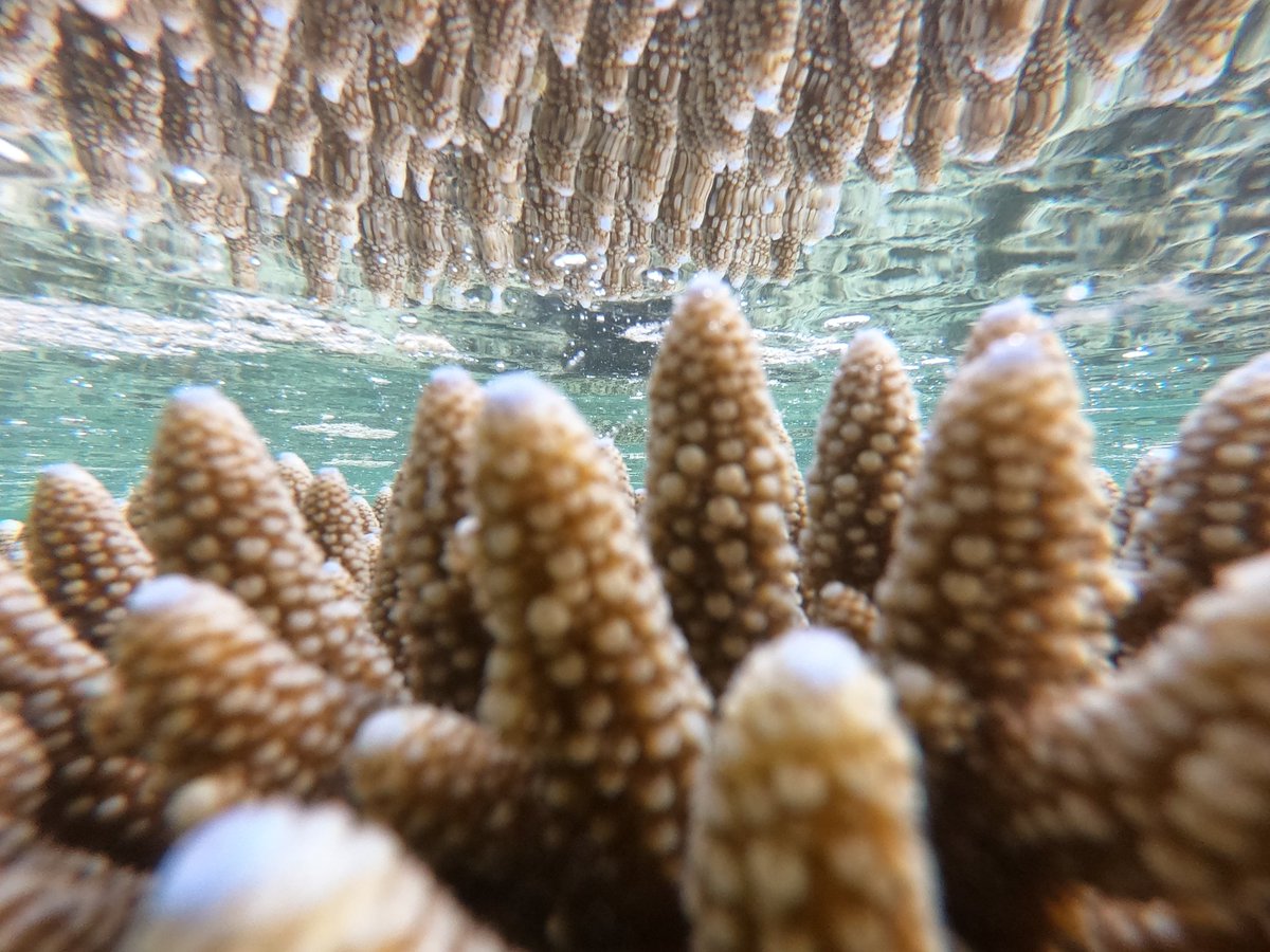 #coral #reflection #Lakshadweep #Agattiisland #intertidal #Marinebiodiversity @Prakash_caridea @SathyabamaSIST