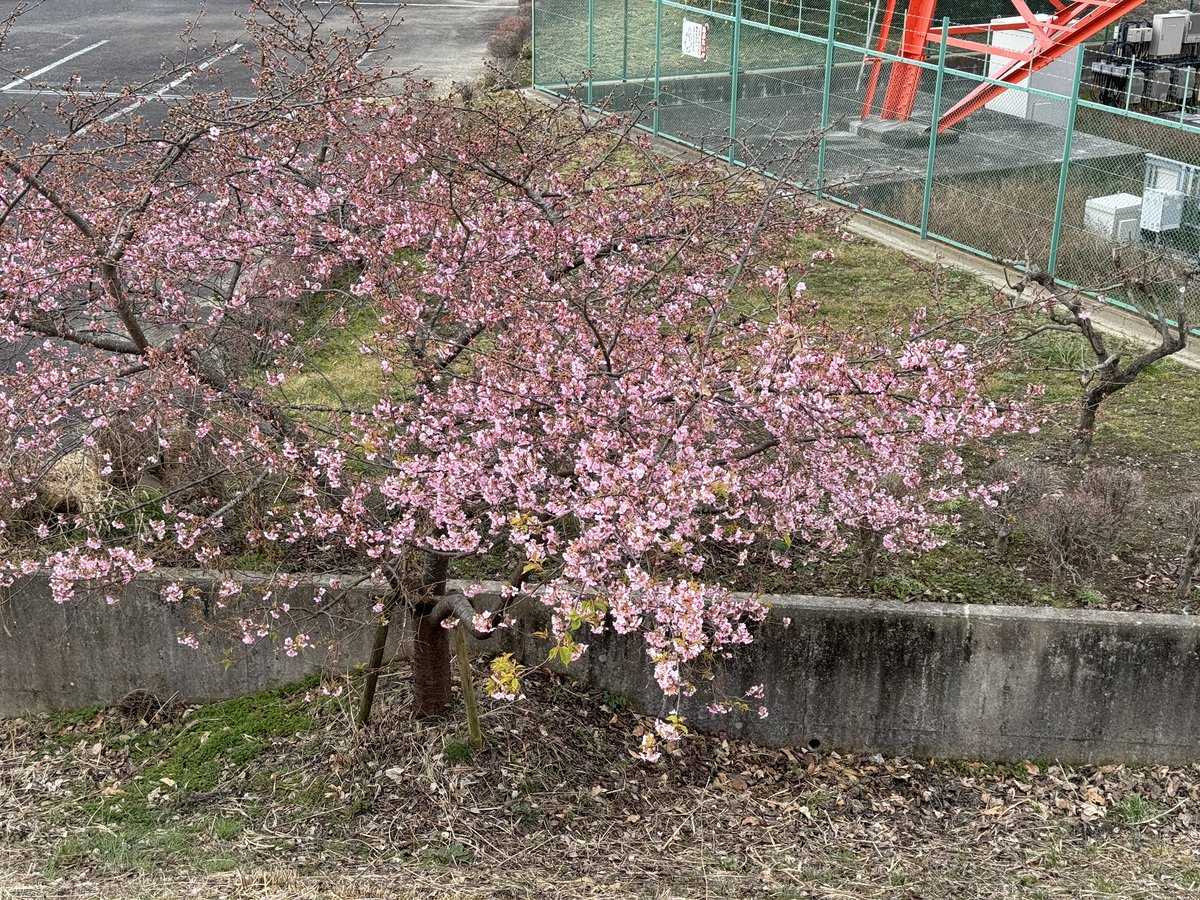 aquabit11's tweet photo. 川津桜が咲き始めてる🌸 https://t.co/eoUo6VjYfl