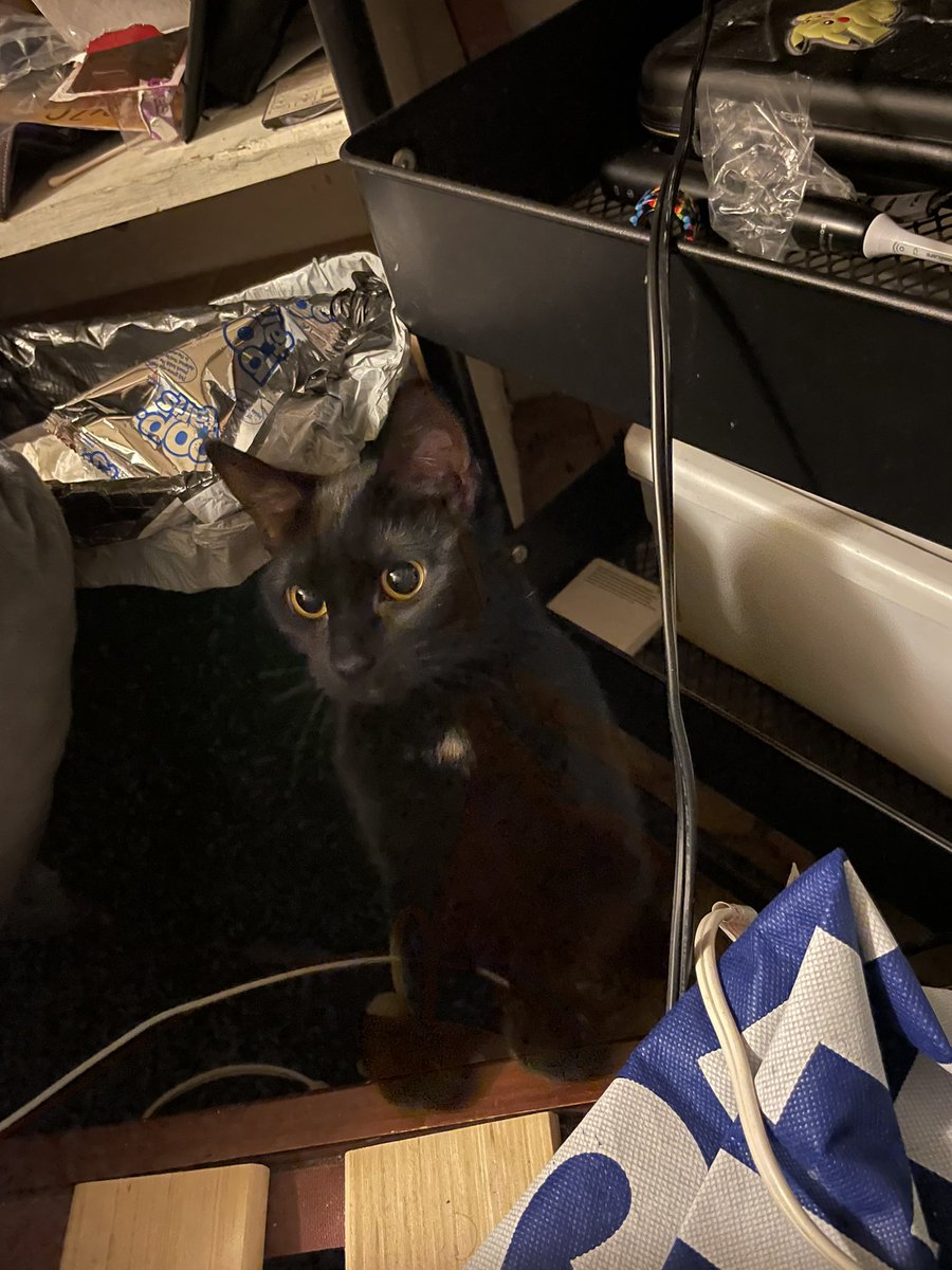 PokeeZARA tweet media