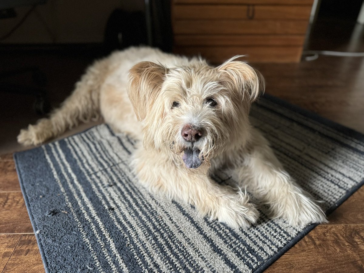 ShawnRRogers's tweet photo. RIP Teddy 
Best bud you could ask for. https://t.co/D5uEoYoL37