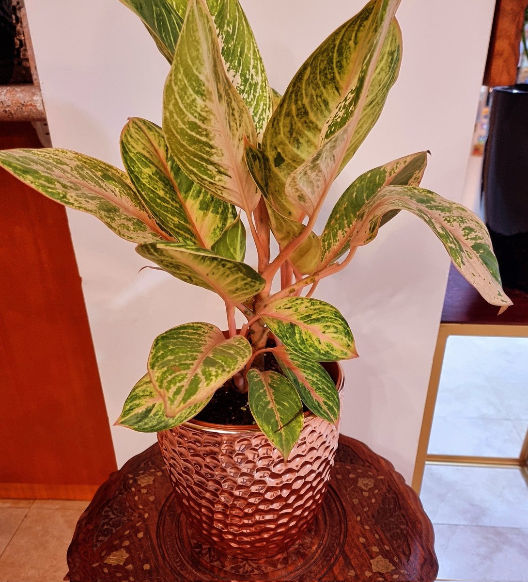 #aglaonema siam aurora #rosegold #dreamy #FridayNight ✨️✨️✨️