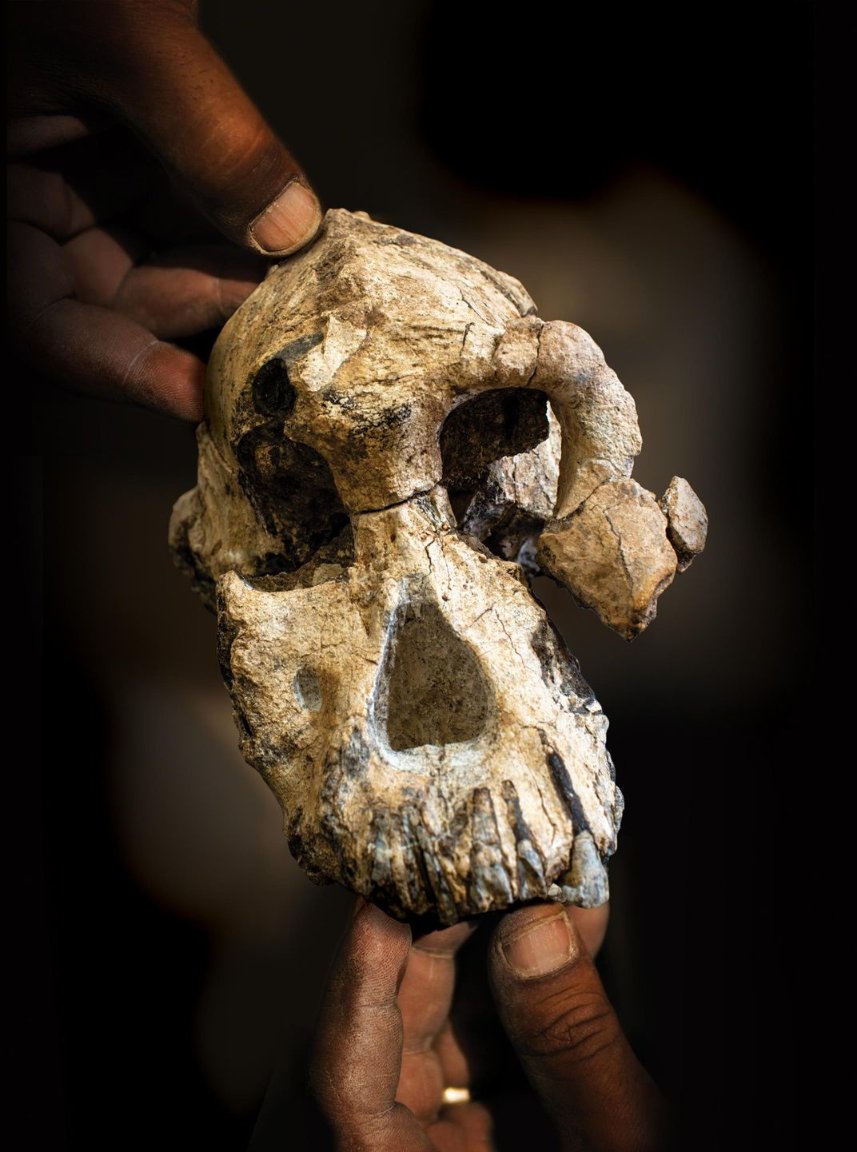 This extraordinary skull was found by Ali Bereino in the Afar region of Ethiopia #OnThisDay in 2016. Dating to 3.8 million years old, it has been assigned to to Australopithecus anamensis. bit.ly/3umvUiy 
📸Dale Omori