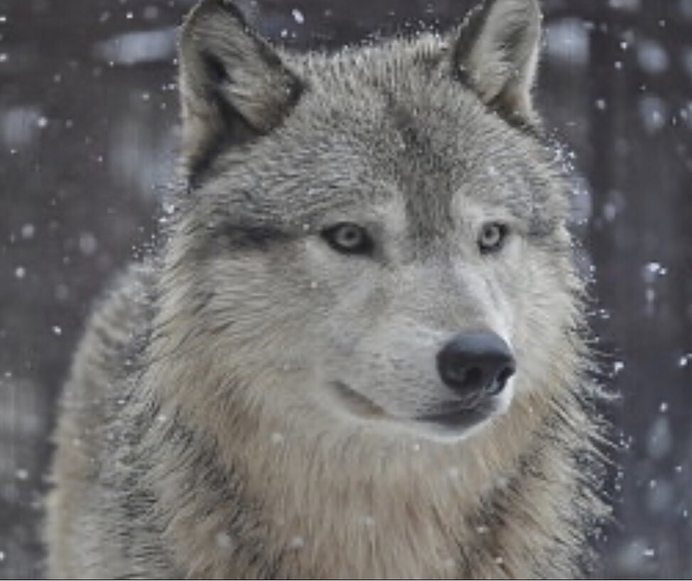 kBms1I9bcClA02H's tweet photo. #contactrecord57
#GoodbyeMaestro
What a poet in love thinks,
The traces of a lone wolf who was chased because of his honesty.
https://t.co/tDIzWEToHG https://t.co/wTsCKMtk0L