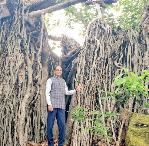 घर के बुजुर्ग की तरह होता है वट वृक्ष,
अनुभवी सबके हितों के लिए नि:स्वार्थ भाव से जीवन जीने वाला,
जिसकी छाया में शांति का एहसास हो।

मान्यता है कि बरगद के पेड़ की छाल में भगवान विष्णु, जड़ में ब्रह्म और इसकी शाखाओं में भगवान शिव वास करते हैं। इसलिए माना जाता है कि इस वृक्ष में