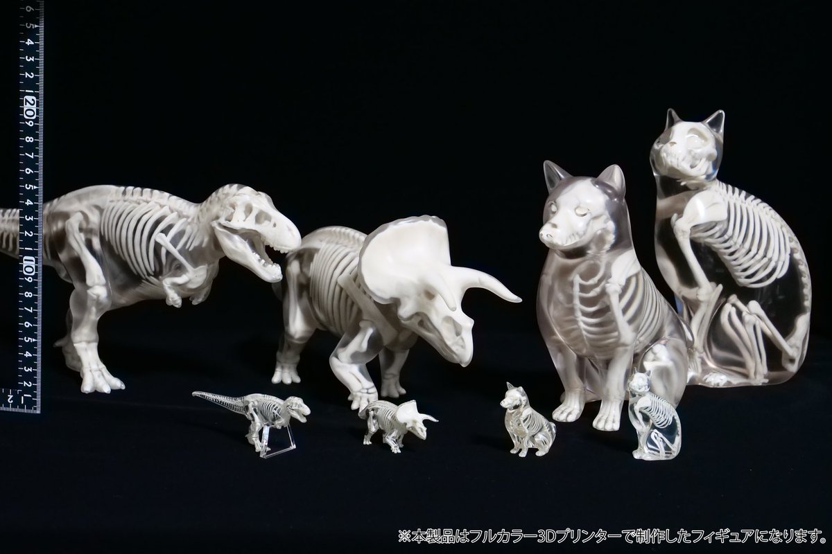 y_a_f1226's tweet photo. 【#ワンフェス2024冬】
　卓番：5-09-01

／
　🐈イエネコ
　🐕シバイヌ
　🦖ティラノサウルス
　🦖トリケラトプス
＼

#玉骨標本 LLサイズを展示します‼️‼️
なんとSサイズの約3倍以上 ⤴️⤴️

✨大迫力の玉骨標本を是非ご覧ください✨

#WF2024冬 #WF2024W
#ワンフェス https://t.co/0Bkf4Z6j4r