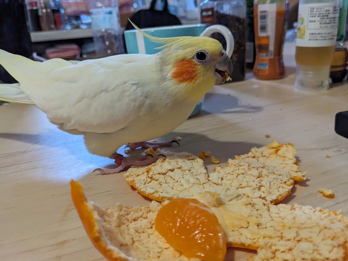 komarch's tweet photo. 先ほど10時頃、鶴見と港北の区境のあたりでオカメインコを逃がしてしまいました…
些細なことでもかまいませんので情報ご提供ください。
名前は「ピコ」、あまりはっきりとは喋らない子ですがムニャムニャとよくしゃべる子です
#目撃 #保護 #迷子 #オカメ #インコ #鳥 #神奈川 #横浜 #港北 #鶴見 https://t.co/hTX0wRBdde