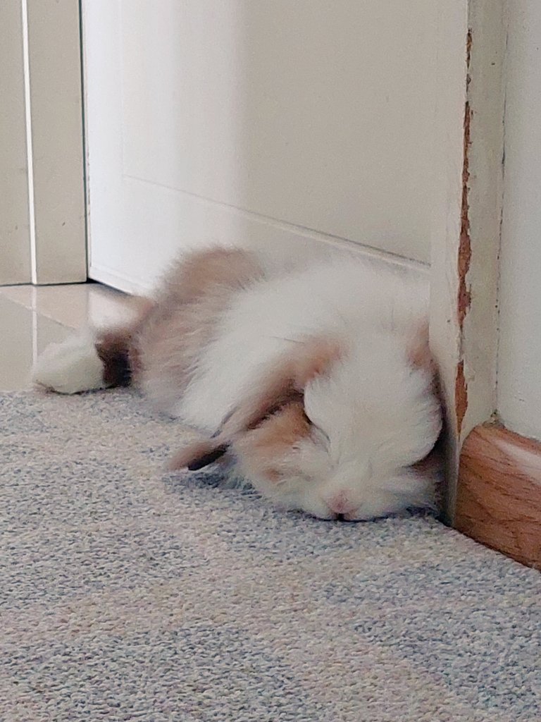 POTECHIN_MARROW's tweet photo. きもちよーくねてる🤭
#うさぎのいる暮らし https://t.co/reR0uQoK92