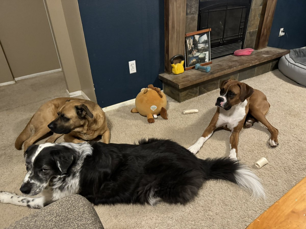 goavs925's tweet photo. Happy Friday night from the packπ #myolive #mywinston #myclark #rescuedogs https://t.co/H2FUlioDZy