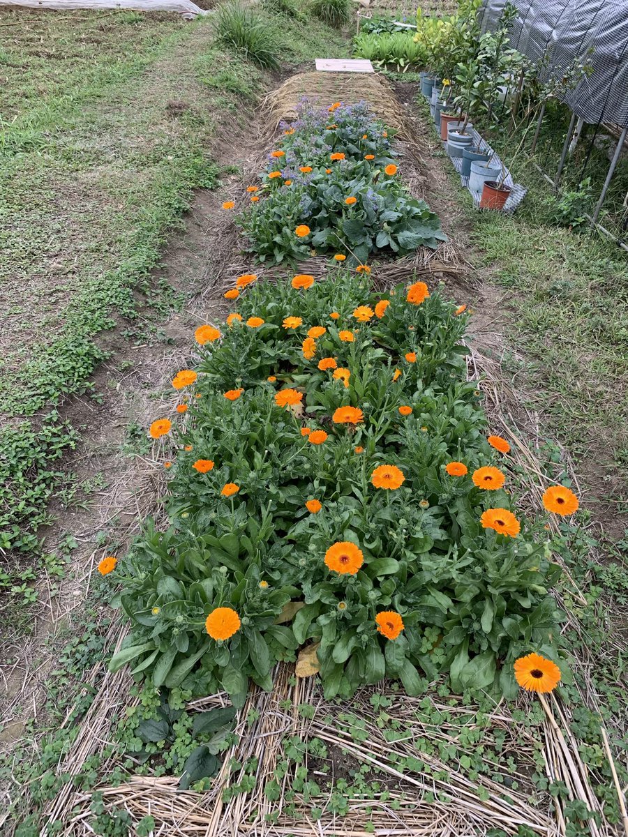 BrightBirdBio's tweet image. 花開富貴

大年初一，祝大家，花開富貴，新年大吉，步步高陞，萬事如意！

天氣希望風調雨順，人生也希望萬事如意，在下個星期日年初九我們會舉辦人智學活動，講解 Rudolf Steiner 其中一篇演講「命運的操作原理」。

brightbirdbio.com/?p=3392