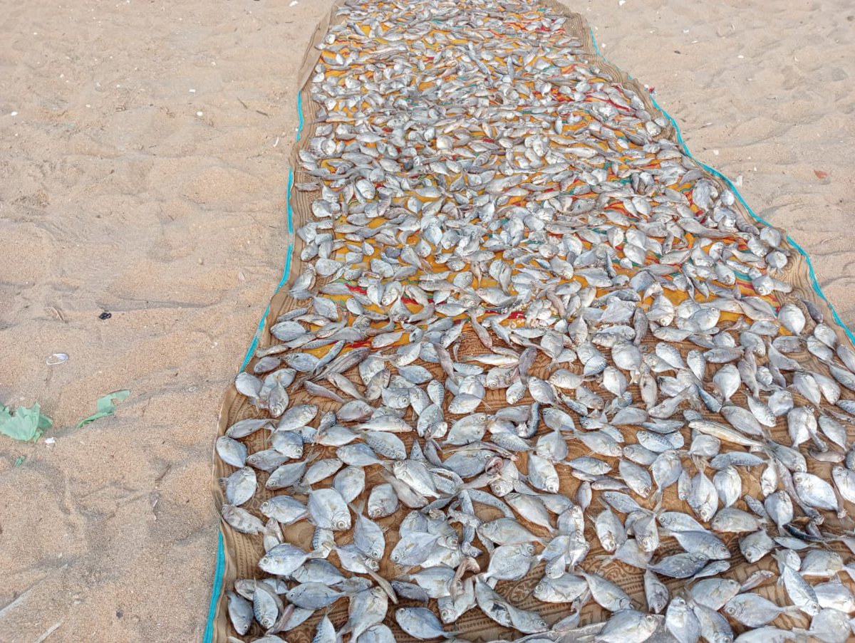 NityJayaraman's tweet photo. Chennai's beaches are working beaches. CMDA plans to "beautify" beaches with cycle tracks &amp; yoga platforms is elitist, outlandish &amp; ignores the rich &amp; diverse woman-centred fisher economy. Our beaches are #LivingBeaches #LifeGivingBeaches. Let's keep it that way. https://t.co/nGOSjvjYh8