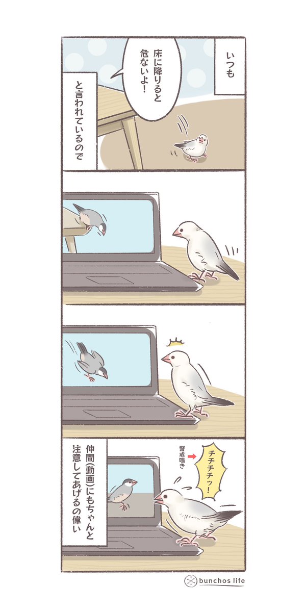 我が家は床降り禁止にしているので、動画の文鳥さんが床に降りると1号が「危ないよ」と注意してあげるの可愛すぎる
#文鳥 
#4コマ漫画 