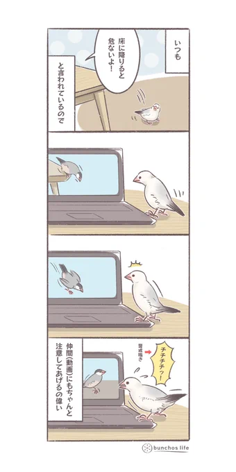 我が家は床降り禁止にしているので、動画の文鳥さんが床に降りると1号が「危ないよ」と注意してあげるの可愛すぎる
#文鳥 
#4コマ漫画 
