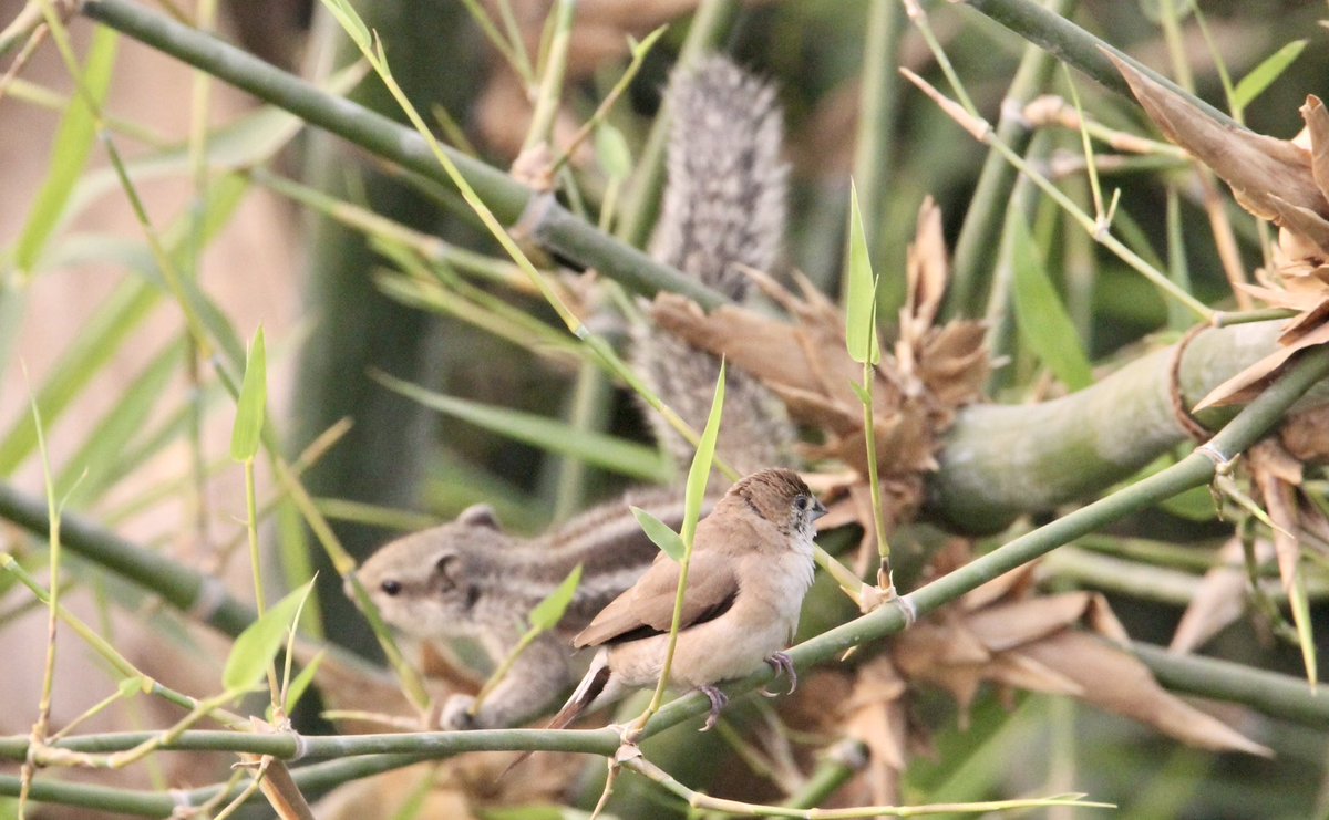 “Sometimes talking to your best friend is the only therapy you need.” - Anonymous 🪶Indian Silverbills/White-throated Munias🪶 + 🐿️ #birdwatching #birds #indiaves #TwitterNatureCommunity #balconybirding