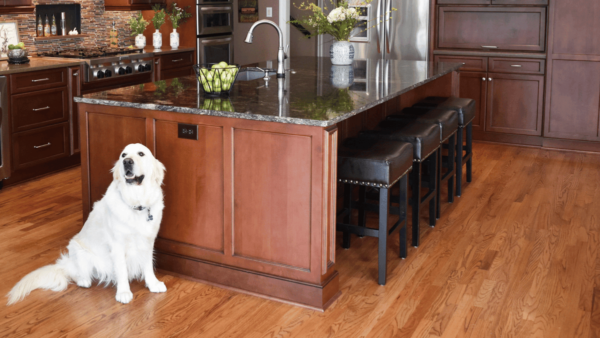 KettlerDesign's tweet image. The heart of a home is where the pet is. Or maybe this gal just smells bacon 🤗. Touchstone Fine Cabinetry ☀️ Island countertop by @agmimportsclt ☀️ perimeter countertops by @CaesarstoneUSA ☀️ tile by Harkey Tile &amp;amp; Stone #loveyourkitchen #karenkettlerdesign