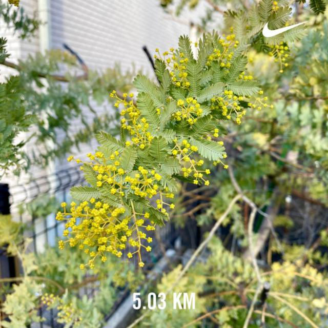 mizoeve's tweet photo. もうすぐミモザの季節💛Nike⁠ Run Club アプリで 5.03 kmを走りました https://t.co/436TDJ6ZUq