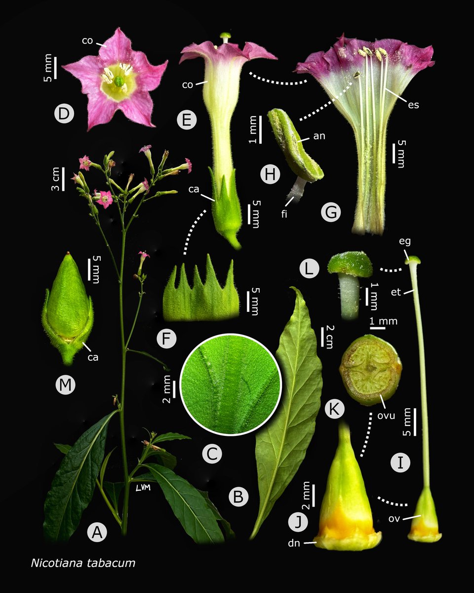 NectarEcoMol's tweet photo. I'm glad to show you this amazing plate of Nicotina tabacum, one of the species I've been studied for a year regarding pollen-pistil interaction and incompatibility systems.  
By @luis_vigosa in collab with @Pistil_Lab 
#plantscience #tobacco #flowers https://t.co/Bp4X4cxhGq
