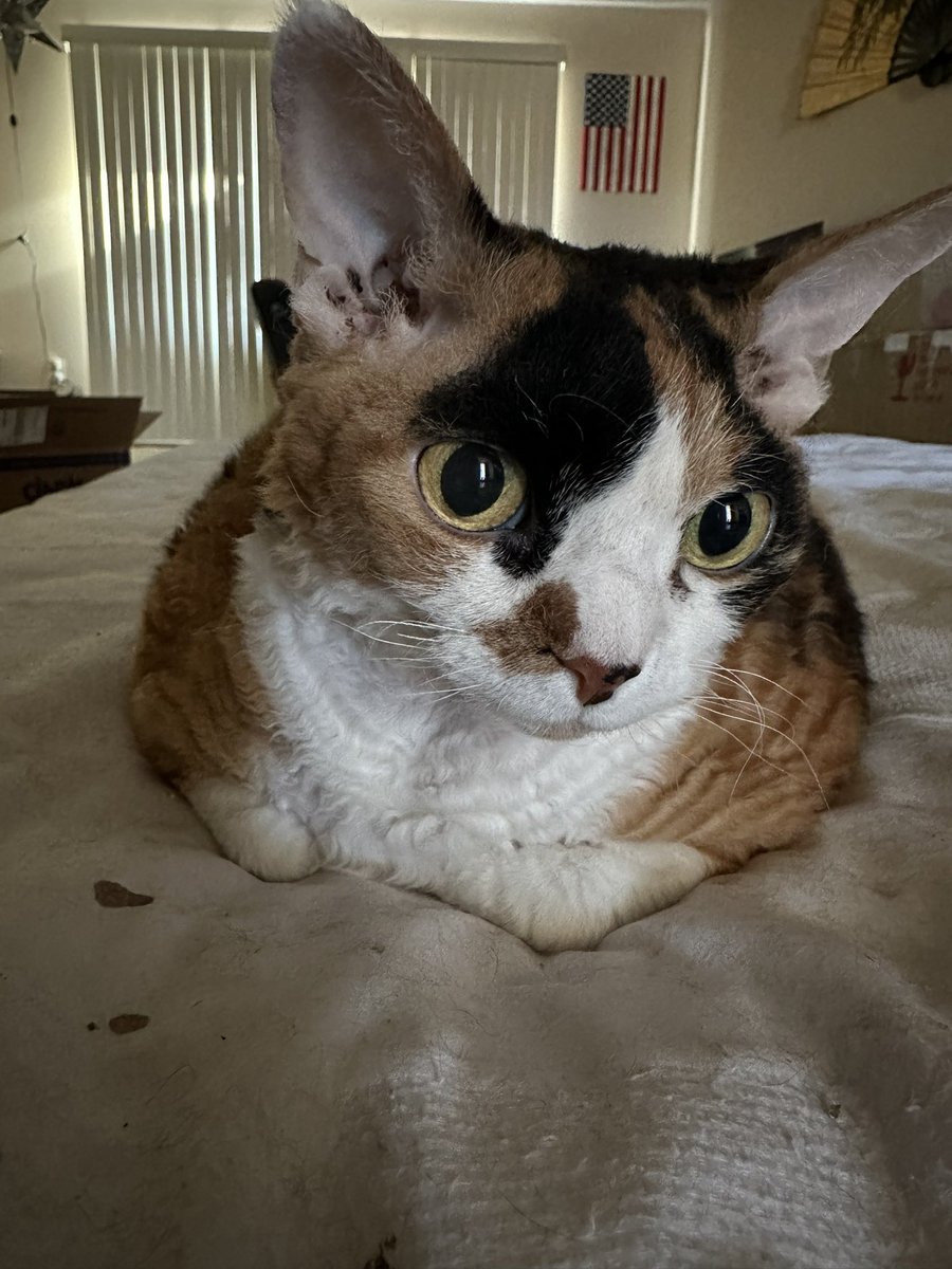 Khaleesi2915's tweet photo. Today is my 9th birthday!! 🎂 Just where have the years gone? Meow! 🐾❤️#DevonRex #CatsofTwittter https://t.co/IyyYqU3gsq