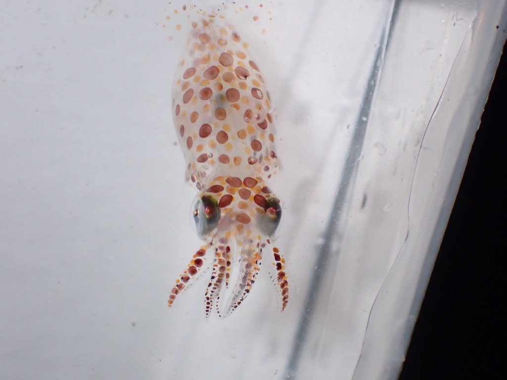 CephalopodToday tweet picture