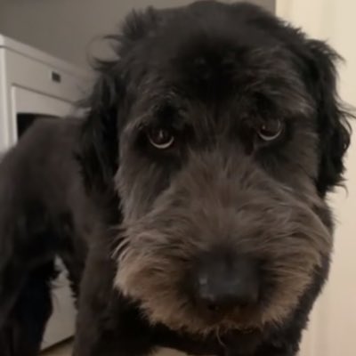 _JustALizard_'s tweet image. #NewProfilePic ANGY😡