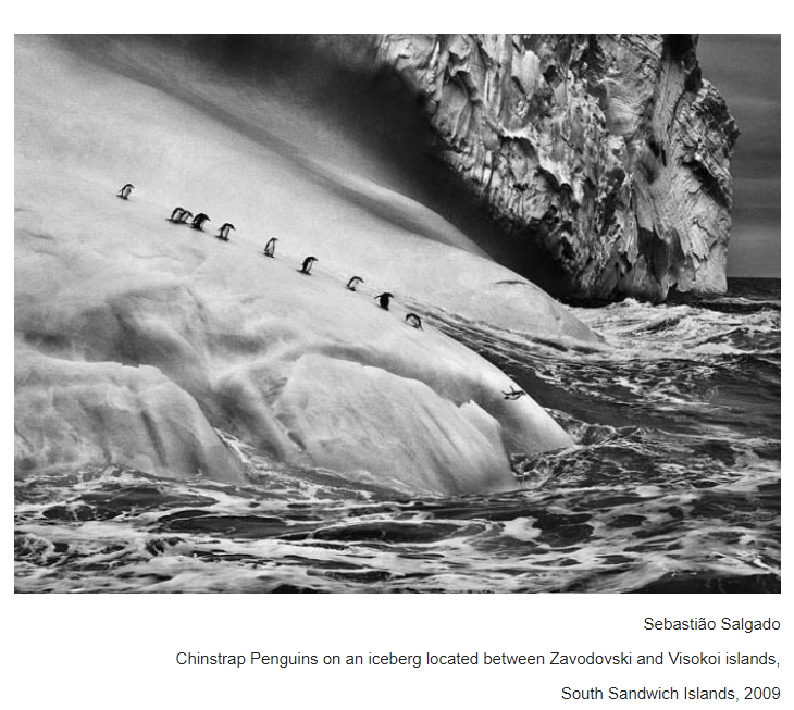 OliviaTurner108's tweet photo. #photography #penguins #chinstrappenguins #iceberg #SouthSandwichIslands #SebastiãoSalgado https://t.co/AFJ77rhxWK