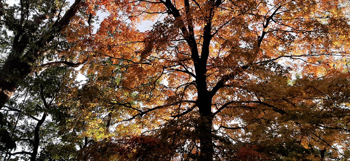 FototakerTony's tweet photo. Someone PLEASE #hugaTree for me! I'm #allergic to everything #Nature has to offer me, and... and... acHoooo! Really!! BUT I can snap pixs always fm a #safeDistance! #Trees #loveTrees #RespectTrees #arboles #respectNature #beautyofTrees #FallColors #NYlovesFall https://t.co/6xTlnUlhpF