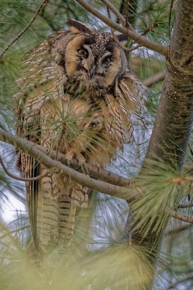 Someone was happy to be solo today!  Long eared owl by conservatory nursery today (9feb24) #birdcpp #birdnerd #nikonphotography