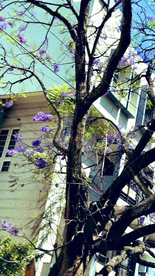 Time for #jacarandas …
Bit late they are blooming..
I feel so!

#februaryflowers #trees