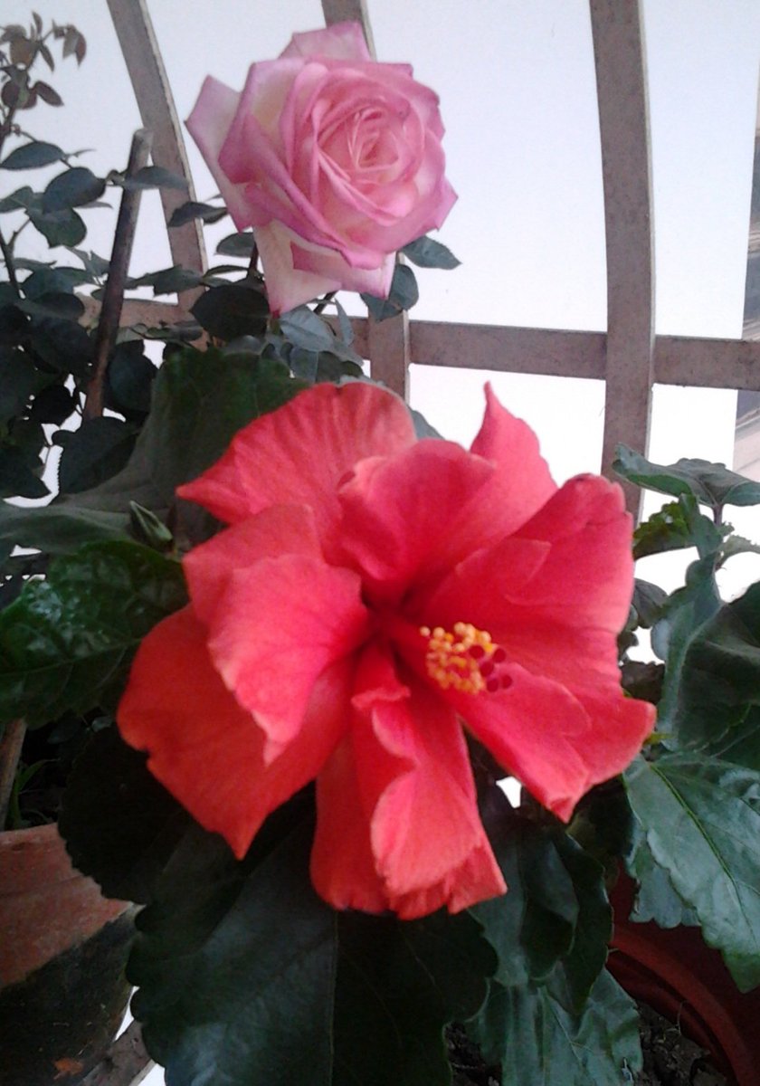 Life is beautiful.... Togetherness... #Rose & #Hibiscus