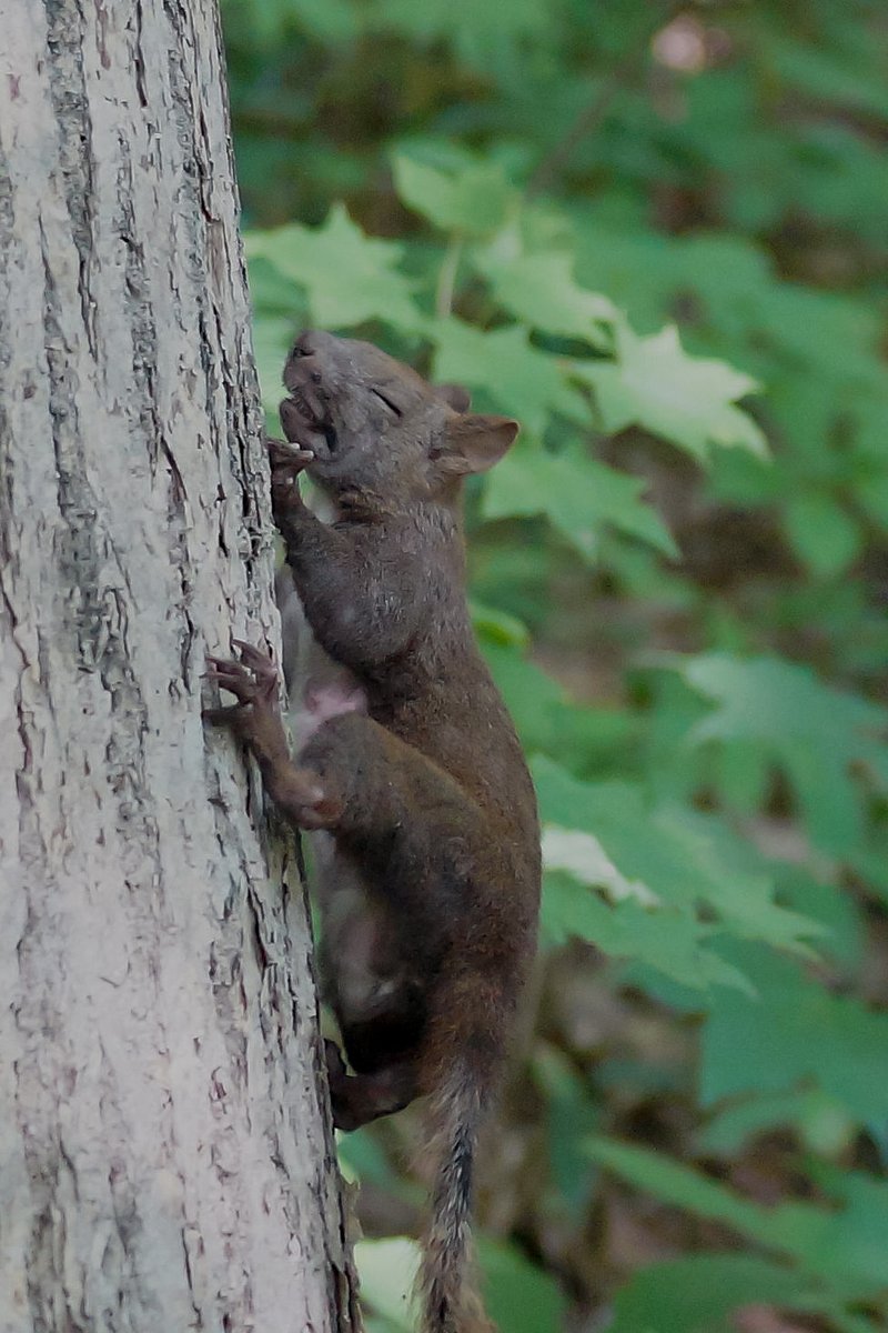 tanuyume6's tweet photo. #wildlife #Sciurus https://t.co/ZOwRUBUwcl