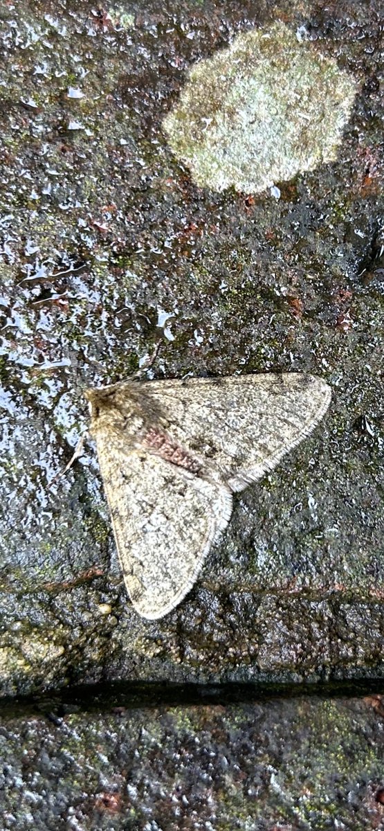 Matt Busuttil (@buffmypylon) on Twitter photo 2nd garden records of Pale Brindled Beauty & Dotted Border (flew off) along with an Early Moth and a Dingy Flat-body last night, the 1st time I have run the trap this year <a href="/griffiths_lyn/">Lyn Griffiths</a> #UKmoths 2nd garden records of Pale Brindled Beauty & Dotted Border (flew off) along with an Early Moth and a Dingy Flat-body last night, the 1st time I have run the trap this year <a href="/griffiths_lyn/">Lyn Griffiths</a> #UKmoths