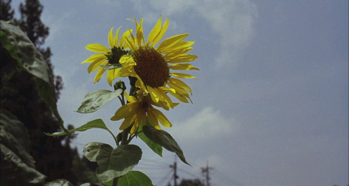 blvescenery's tweet photo. A Gentle Breeze in the Village (2007) https://t.co/kIATr56Sgq