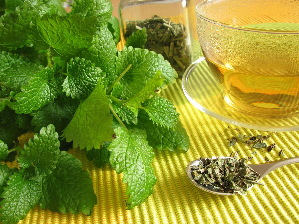 gonutrastore's tweet photo. Discover the soothing power of lemon balm. Experience natural relaxation, improved mood, and enhanced focus with this herbal wonder.
#Gonutra #superfood #healthyfood #vegan #beachbody #sweating #healthylifestyle #crossfit #fitfiance #eathealthy #food #health #nutrition #fitness https://t.co/ZReg1pTnVc