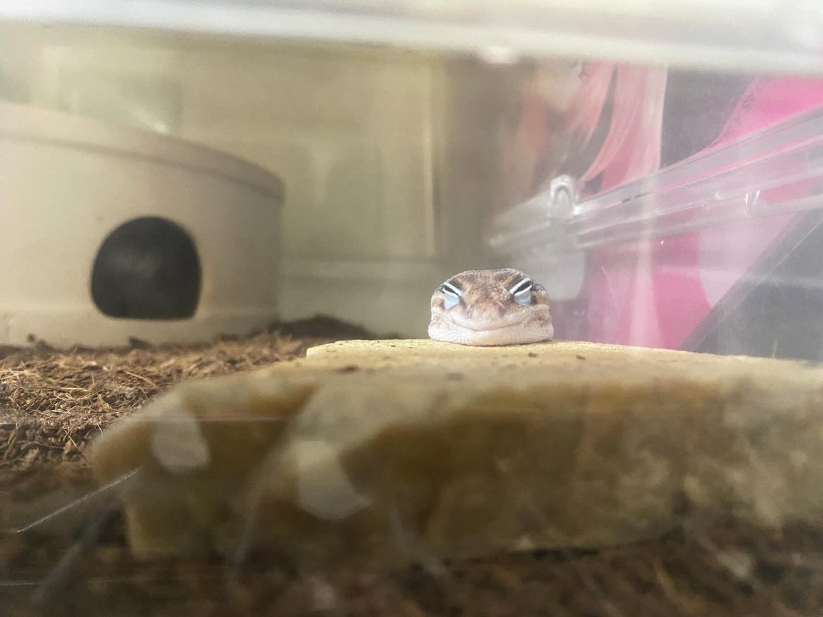 大福餅

#ニシアフリカトカゲモドキ #にしあふ #はちゅ
#大福