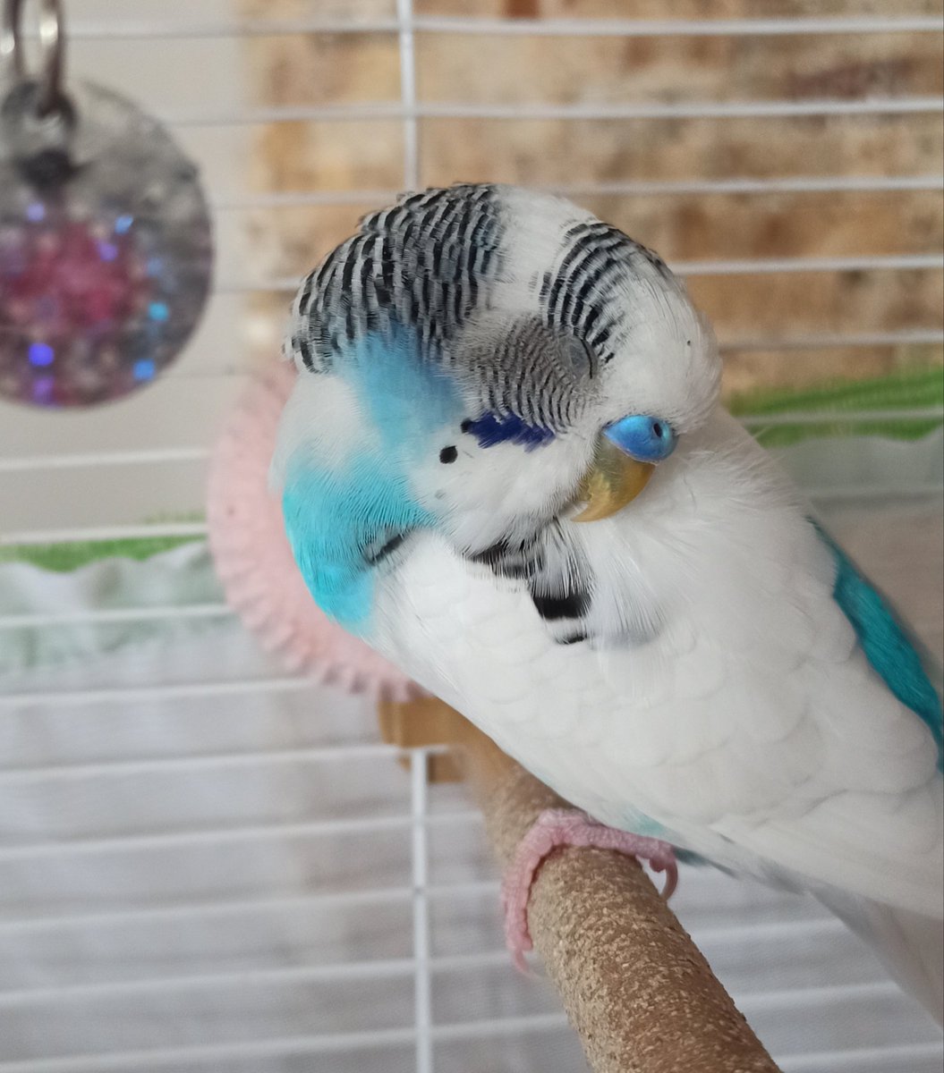 aphantasia4's tweet photo. Dün benim minik Boni'm melek oldu zaten  biliyordum kuşlar çok hassas bir anda hasta oluyorlar veya hastalıklarını gizleyip bir anda ölebiliyorlar diye ama insan kabullenemiyor keşke daha fazlasını yapabilseydim diyor... https://t.co/plkCXo2nqr