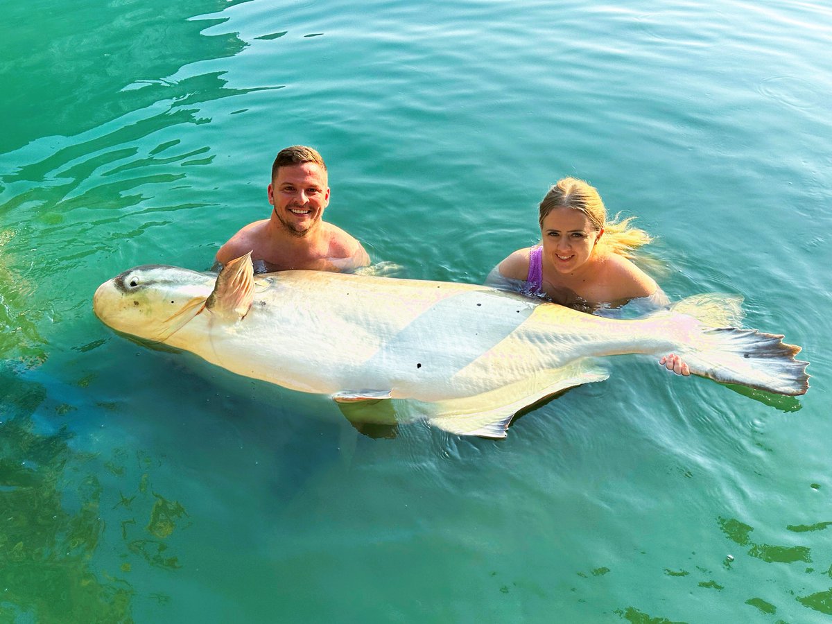 GillhamsFishing's tweet image. Jack &amp;amp; Taylor came to Gillhams with one wish, to catch a Mekong Catfish. He got his wish when he landed this stunning beast!! Just look at that smile, pure happiness, and a memory that will last forever.
#LastingMemories #lastingmemories #fishofalifetime #massivefish #gillhams