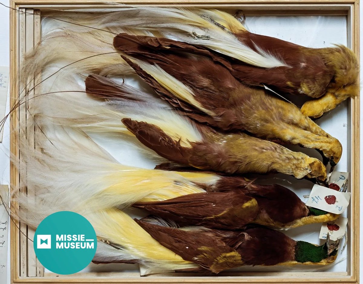 Object van de maand Handelscollectie
missiemuseum.nl/nl/archief/han…

Tentoonstelling VOGELS VAN GOD, de reis van de paradijsvogel, te zien van dinsdag t/m zondag.
#museumkaart #museumcollectie #paradijsvogels #VOGELSVANGOD #dereisvandeparadijsvogel #kloosterdorpsteyl #visitvenlo
