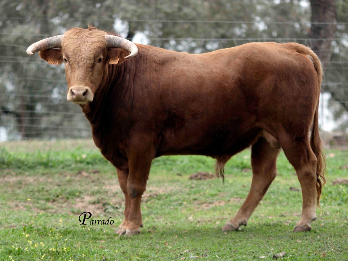 Luis Miguel Parrado tweet media