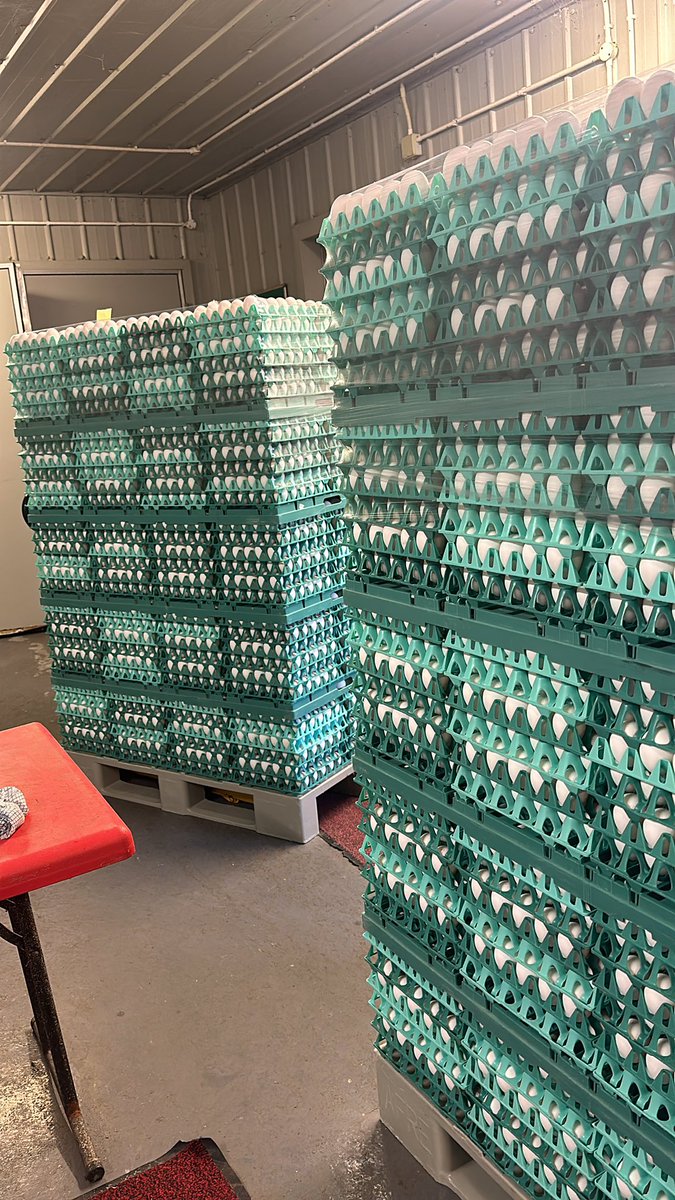 Philip Vincent (@pulhamherefords) on Twitter photo Just a few eggs for <a href="/AngliaFreeRange/">Anglia Free Range</a>  and <a href="/Tesco/">Tesco</a> #backingbritishfarming Just a few eggs for <a href="/AngliaFreeRange/">Anglia Free Range</a>  and <a href="/Tesco/">Tesco</a> #backingbritishfarming