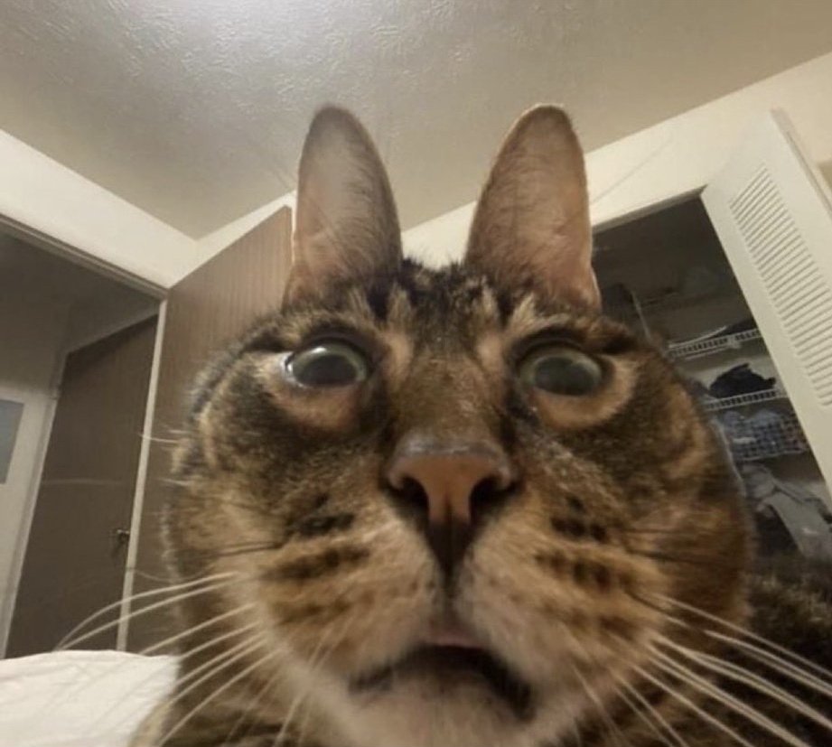 XThornPrincessX's tweet photo. @Jacobthegamerz https://t.co/0tNCseiGTQ