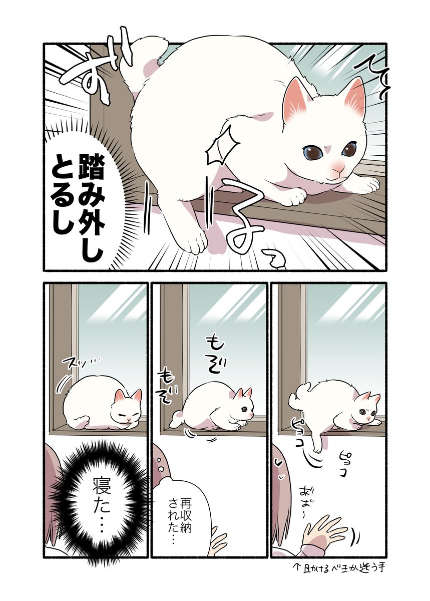 猫が後退りできないってホント?
(2/2)
#漫画が読めるハッシュタグ
#愛されたがりの白猫ミコさん
