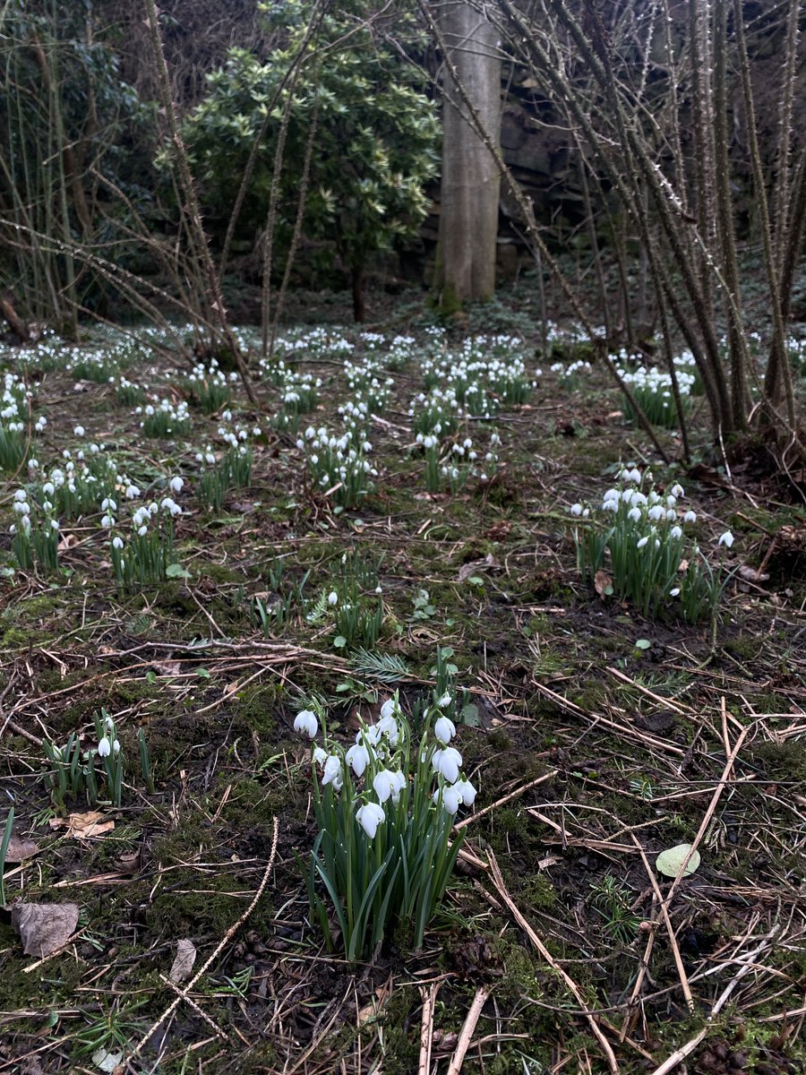 We're open every day now until 25 Feb! 🙌 We have lots of snowdrops to see in the gardens so come along and take a look 💮 Plan your visit 👉 tinyurl.com/belsay-hall