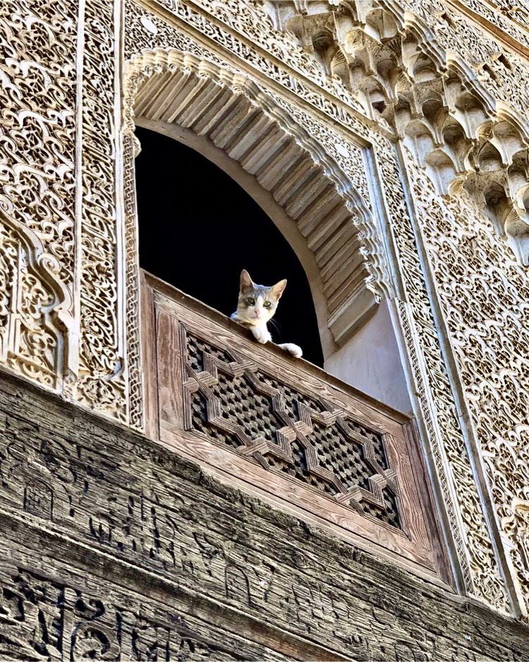 Cats are an inherent part of Moroccan culture & everyday life, living harmoniously with the people of the country. The reason stems from Islamic beliefs, which have made them ubiquitous across the Muslim world. It is #Caturday & to celebrate, a thread on the cats of Morocco…