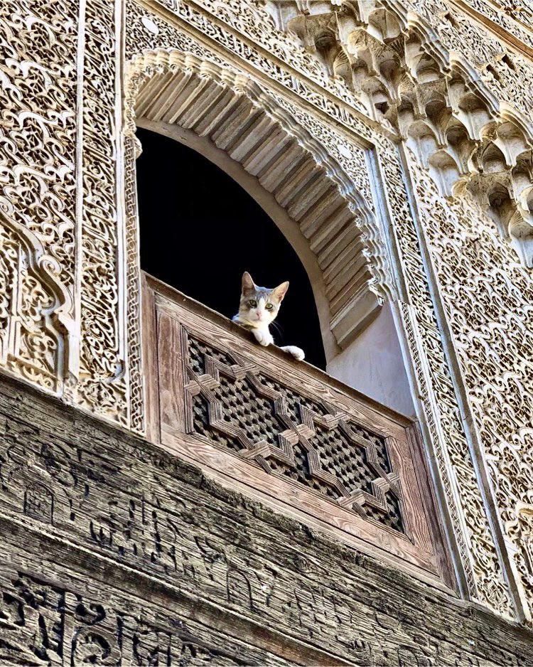 Cats are an inherent part of Moroccan culture &amp; everyday life, living harmoniously with the people of the country. The reason stems from Islamic beliefs, which have made them ubiquitous across the Muslim world.
 
It is #Caturday &amp; to celebrate, a thread on the cats of Morocco…