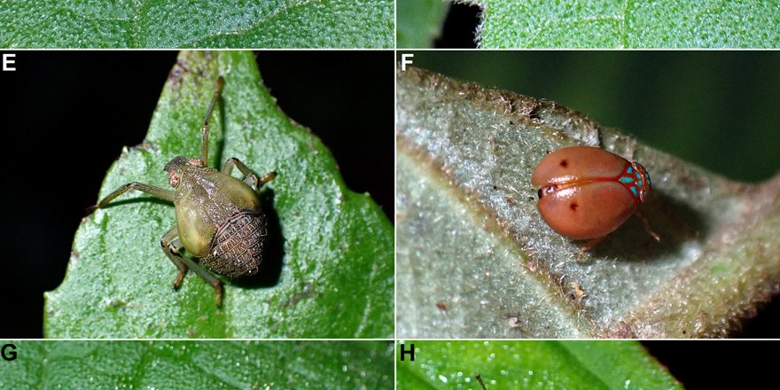 ejtaxonomy's tweet photo. [#entomology] Sixteen issid #planthopper species in one day in Dong Son-Ky Thuong  Nature Reserve in North 🇻🇳: Eight #newspecies, one new genus and  additional new records (#Hemiptera #Fulgoromorpha #Issidae)

✒️ Jérôme Constant et al.
🔗 DOI: https://t.co/y3KofVrZmF https://t.co/RvjNFmeS6X
