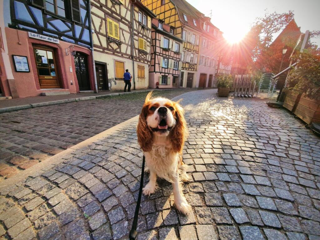 Rjontouruk is a #travelblog that covers travelling in Europe with a dog and various other travel guides. rjontour.com #travelwithdogs #travelblogger