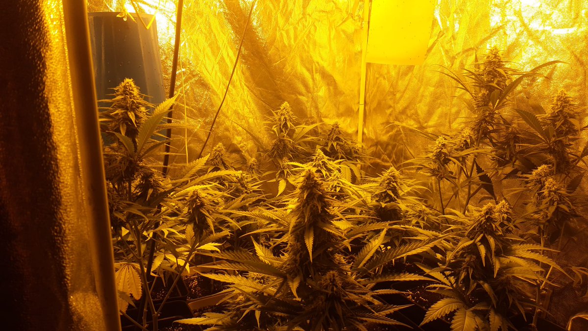 Dia 33 de floración!
Ya tenemos ganadora, Somango, una estructura perfecta, flores densas y compactas y un olor que alimenta, próximamente adecentamos la mami e iré sacando esquejes para llenar el siguiente.
Seguimos!!!
#Autocultivo #CannabisCommunity #Weedcommunity