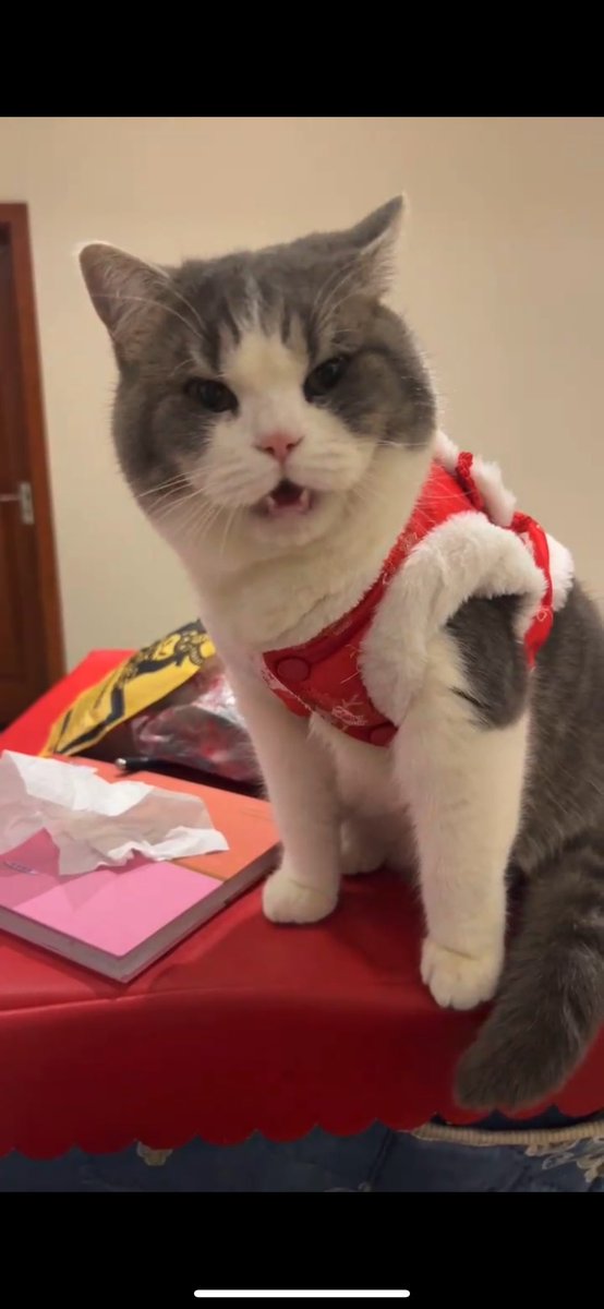 檸檬攜我兒 在此給諸位拜年啦～過年🧨好！

（好事者 已經把我定義成 發財貓啦 ⋯🤭）

祈願 見到我的朋友們 ：龍年大吉大利 康樂 狠發財🐲