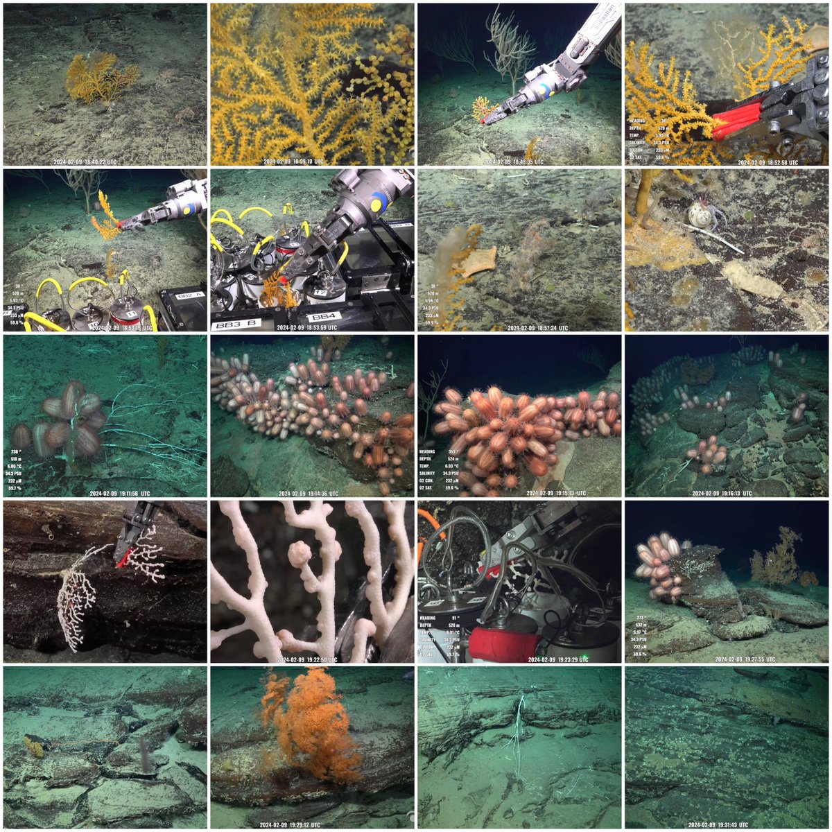 @SchmidtOcean dive 651 #sepacificseamounts @schmidtocean /6